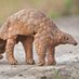 Pangolin Chad (@chadpangolin) Twitter profile photo Pangolin Chad (@chadpangolin) Twitter profile photo