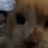 LanceJenKo (@lennymoon6) 's Twitter Profile