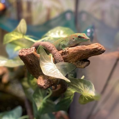 Poligala4's profile picture. Drew. not Andy.