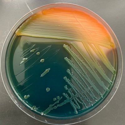 KileyLewin's profile picture. A true nerd at heart I love reading, bacteria, constantly learning and sharing fun facts with others.