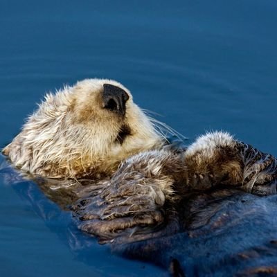 Christo_ryan's profile picture. 