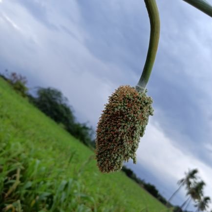 Silamba99163915's profile picture. one man army