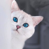 see (@icextract) 's Twitter Profile Photo