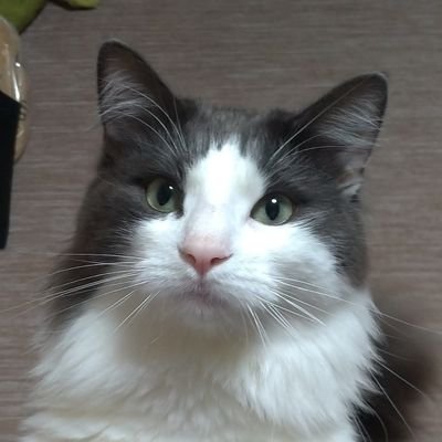 三河産ノルウェージャンフォレストキャットのバロンくん(2019/03/08生)とにちちゃん(推定3歳)の成長日記です!毎日ダラダラ、でもそれが可愛い
「岡崎 多頭飼育崩壊」で保護されたにちに関して呟きます
Son de la casa de Y.Estamos con usted,Sr.