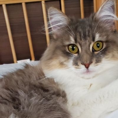 osomastusann_07's profile picture. 社会人腐女子  20↑(高卒済) 

無言フォローすみません！