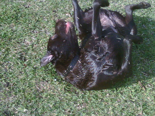 BaronVonOdem's profile picture. Choco lab thats the Mayor of Mischief.....SQUIRREL