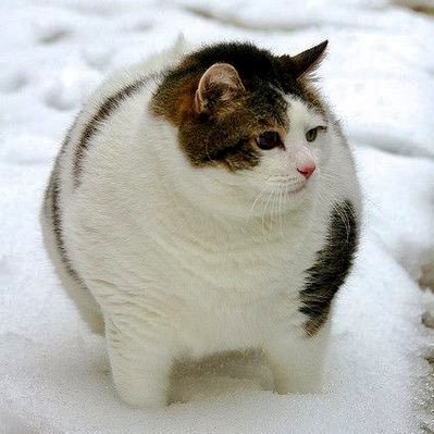 Follow for Chonky Bois Served Daily!