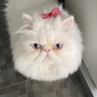 Sakız Hanım (@sakizhanimmm) 's Twitter Profile Photo