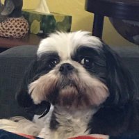 Lethal (@__lethal__) 's Twitter Profile