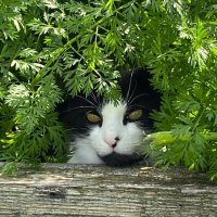 julie allen (@allencisum) 's Twitter Profile