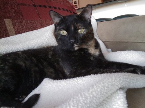 TurtleCatMKE's profile picture. Urban-dwelling Tortoiseshell cat, companion to Geri and Augie, owners of Metropawlis Pet Boutique and http://t.co/wSDzCsmNDy