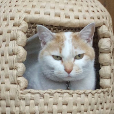kazunyanko's profile picture. 猫好きな観る将。藤井聡太竜王名人ファンであり将棋界のファン。観る将。読む将。貧乏将。全ての棋士とそのファンを応援。
