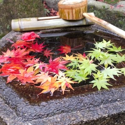 横浜市都筑区にある浄土宗のお寺です。当山は「紅葉のお寺」として親しまれており晩秋には境内が赤や黄色に染まります。また、境内には水琴窟があり水の滴る美しい音色をお聞きください。横浜市営地下鉄「センター南」駅より遊歩道を歩くこと７分、豊かな自然と静寂に包まれた四百年の伝統ある古刹です。