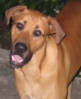 DogCareDenn's profile picture. 