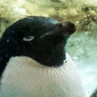 yasaijin_agent's profile picture. 香川県のIngressエージェントだよ