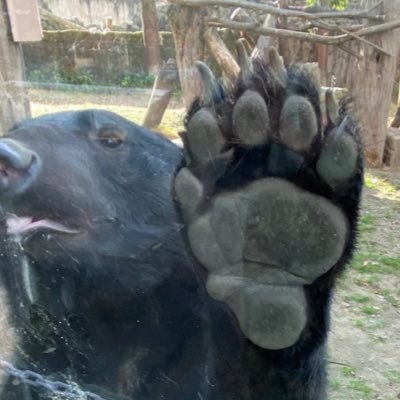 さすがに熊は恐いデス ロードキル確かに痛ましいですよね でも私新鮮で野禽なら食べる方向で拾いますよ サバイバル登山と言うか 生き方が好きなので さすがに熊は恐いデス ロードキル確かに痛ましいですよね でも私新鮮で野禽なら食べる方向で拾いますよ サバイバル登山と言うか 生き方が好きなので