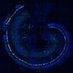 Reisinger Lab (@labreisinger) Twitter profile photo Reisinger Lab (@labreisinger) Twitter profile photo