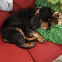 Beatriz De Sousa (@bsasousa) 's Twitter Profile
