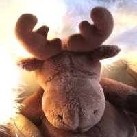 Brummer 🦎 (@brummer_brumm) 's Twitter Profile