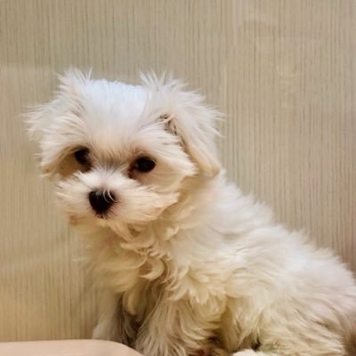 Yvf9hIUQlA67RgU's profile picture. マスクのおばちゃん ガストンの飴🍬ちゃん