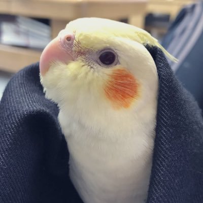 genjirouu Profile Picture