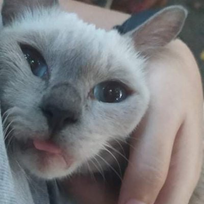 arianelovesyah's profile picture. Servant 🇮🇹