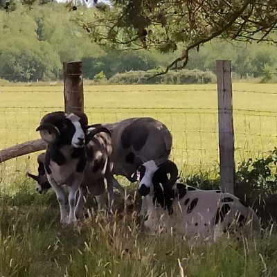 Foodies that farm in a compassionate way. Sustainable farming techniques to produce excellent grass fed, traditional breed hogget lamb.