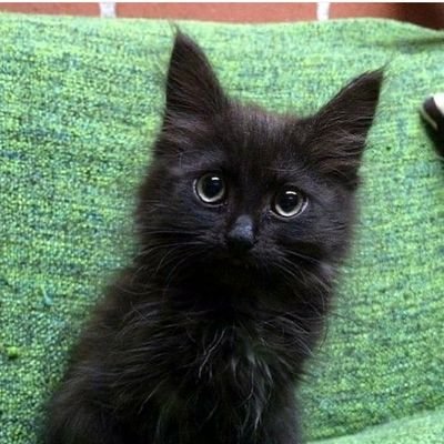 jatoviro's profile picture. 