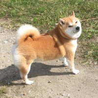 なかしまたけし (@ti0c4sbsw5efsky) 's Twitter Profile Photo