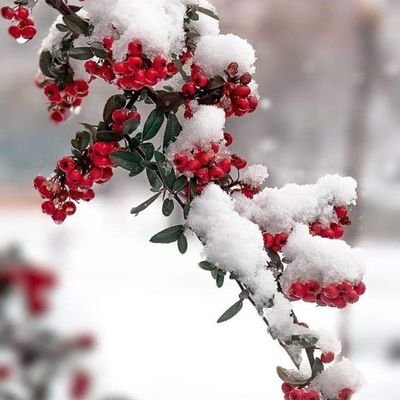 Ipcse11sep93's profile picture. Somos México