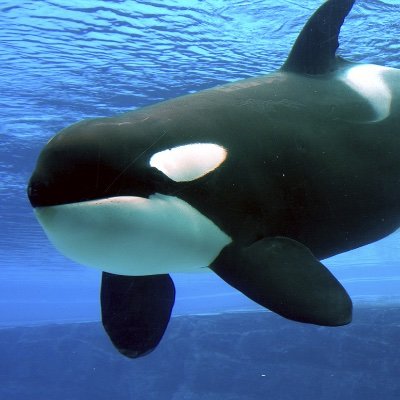 JBTC123's profile picture. SHAman