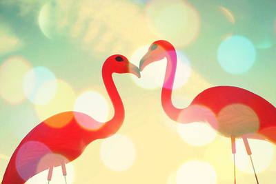 Flamingo-Gedankenkotze