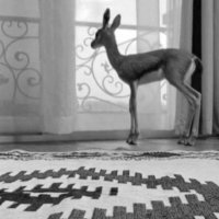 ﮼هــــ.🦌 ♛ (@algzal_93) 's Twitter Profile