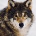 Lyn Wolf (@ldorvel) Twitter profile photo Lyn Wolf (@ldorvel) Twitter profile photo