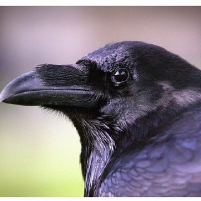 gcae515's profile picture. 