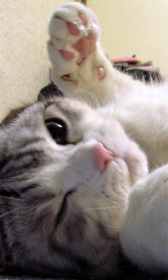 otanosimikit's profile picture. 