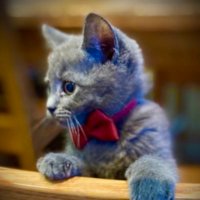 Mo the Kitten!(@GreyCatMo) 's Twitter Profile Photo