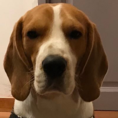 Version canine de Brad Pitt. Marche à côté du mollet de @P_Mater_