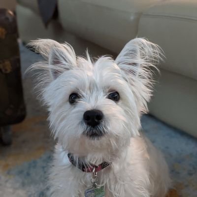 lolafromottawa Profile Picture