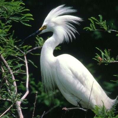 EgrettaThula's profile picture. 