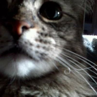 15yœr baby rumpy Cymric, sumtimez antisochul but alwais clingy on mome. ALWAIS!
sistor = smol waggybitch,we sniff snoots & I slēp on her if hers under blanket.