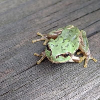 ふらふらさん(休息中)さんのプロフィール画像