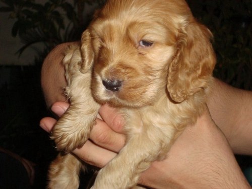 Macawland's profile picture. 