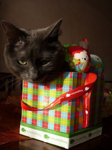 Franceskye's profile picture. BJ addicted, cat lover, mother, scientist, voyager & hopeless romantic