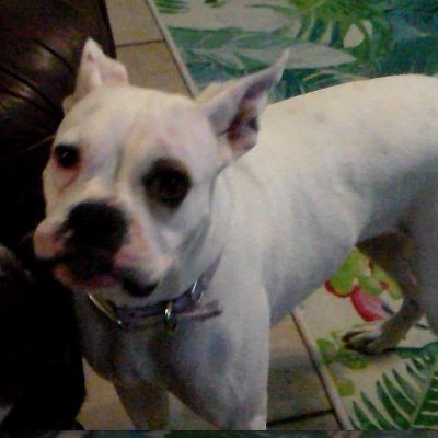 YDogDem's profile picture. High-Strung & Moody & Vengeful.  Yes, I'm mean, suck it up.