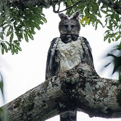 KniveCross's profile picture. 