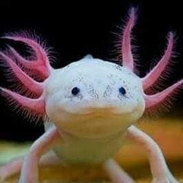 Danial3355's profile picture. #MIGA 🦁
#MAGA 🦅
#TRUMP2020
#WeWillWin
💕@RESTARTLEADER 💞
#GodWinsAlways