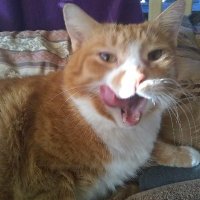 David (@darkstar32222) 's Twitter Profile