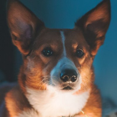 CorgiEveryHour Profile Picture