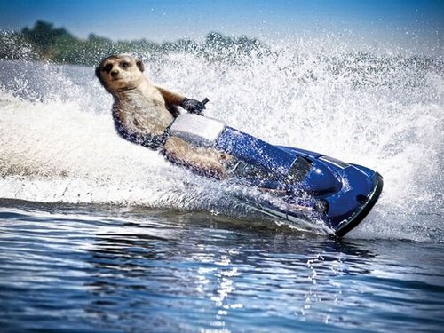 serjarpex's profile picture. 